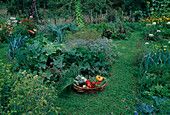 Vegetable garden: Borage (Borago), courgettes (Cucurbita), leek (Allium porrum), basket with harvested vegetables, summer flowers, path with clover