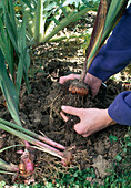 Gladiolen einwintern 3. Step: Erde von den herausgenommenen Zwiegeln vorsichtig entfernen (3/11)