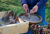 Winterising gladioli Step 9: Sprinkle gladiolus bulbs with sand to prevent them from drying out (9/11)