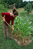 Loosen soil on sweet corn (Zea mays)
