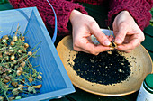 Herbs(Seeds) Harvest: Nigella damascena (Maiden in the Green) 3rd Step: Seeds are shaken out of the seed stalks 3 /6