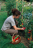 Frau erntet Tomaten (Lycopersicon)