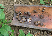 Biological pest control, attract slugs under roof tiles, then collect them