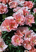 Godetia amoena 'Cybil Sherwood' (Atlas flower), summer azalea