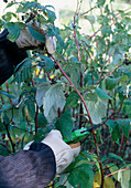 Schneiden von zweimal tragenden Himbeeren nach dem Abernten