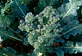 Brassica oleracea var. Italica 'Marathon' (Broccoli)