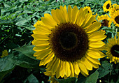 Helianthus annuus 'Sunrich Lemon' (Sonnenblume)