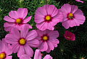 Cosmos bipinnatus 'Sonata' (Schmuckkörbchen) pink mit Auge