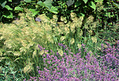 Stipa calamagrostis (Alpenraugras), Silber-Ährengras mit Nepeta (Katzenminze)