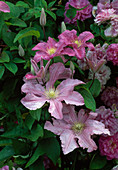 Clematis 'Comtesse de Bouchard' (Wood Vine)