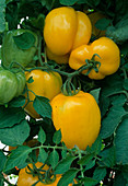 Paprikaförmige Tomate 'Yellow Stuffer' (Lycopersicon) gut zu Befüllen geeignet