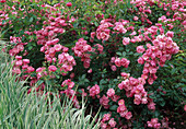 Rosa 'Angela' shrub rose, repeat flowering, slightly fragrant, rich and long flowering, robust