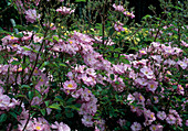 Rosa 'Lavender Dream' Ground cover rose, repeat flowering, lightly scented