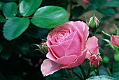 Rosa 'Leonardo da Vinci' Floribunda Rose, öfterblühend, schwach duftend