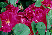 Rosa 'Joseph Guy' Bedding rose, repeat flowering, weakly scented