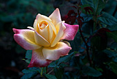Rosa 'Speelwark' Edelrose, öfterblühend, starker Duft