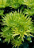 Dendranthema-Hybr 'Revert' (Herbstchrysantheme)