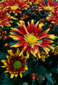 Dendranthema-Hybr. 'Hutch' / Herbstchrysantheme