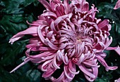 Dendranthema hybr. 'Rose magnatic' (Autumn chrysanthemum)
