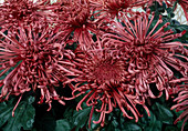 Dendranthema-Hybr. 'Geisha' (Herbstchrysantheme)