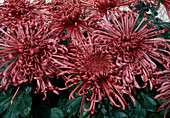 Dendranthema hybr. 'Geisha' (Autumn chrysanthemum)