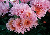 Dendranthema hybr. 'Rumba rose' (Autumn chrysanthemum)