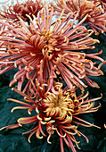 Dendranthema-Hybr. 'Zuki' (Herbstchrysantheme)