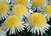 Dendranthema hybrid 'Eleonore Yellow' (Autumn chrysanthemum)