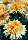 Dendranthema hybr. 'Eleonora bronze' (Autumn chrysanthemum)