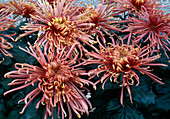 Dendranthema-Hybr 'Zuki' (Herbstchrysantheme)