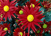 Dendranthema hybr 'Tatoo time red' (Autumn chrysanthemum)
