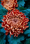Dendranthema hybr. 'Luisette cuivre' (Autumn chrysanthemum)