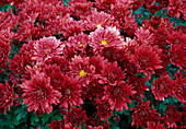 Dendranthema-Hybr. Envol accajow (Herbstchrysantheme)