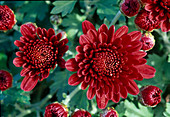 Dendranthema hybr. 'Flucky rouge' (Autumn chrysanthemum)