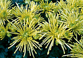 Dendranthema-Hybr 'Fontana' (Herbstchrysantheme)