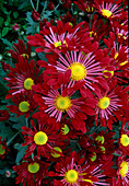 Dendranthema-Hybr. 'Zove rouge' (Herbstchrysantheme)