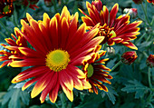 Dendranthema hybrid 'Machismo time' (Autumn chrysanthemum)