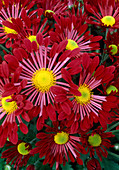 Dendranthema-Hybr 'Zove rouge' (Herbstchrysantheme)