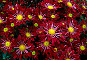 Dendranthema hybr. 'Houla hop red' (Autumn chrysanthemum)