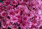 Dendranthema-Hybr. 'Marenko' (Herbstchrysantheme)