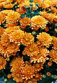 Dendranthema hybr. 'Tosca orange' (Autumn chrysanthemum)