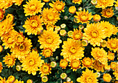 Dendranthema-Hybr. 'Gold dore' (Herbstchrysantheme)