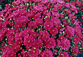 Dendranthema-Hybr. 'Star magic mauve' / Herbstchrysantheme