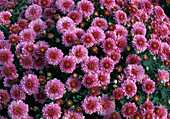 Dendranthema-Hybr. 'Ampiro pink' (Herbstchrysantheme)