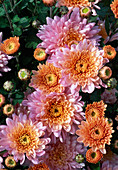 Dendranthema hybr. 'Elephantine rose' (Autumn chrysanthemum)