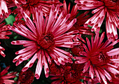 Dendranthema-Hybr. 'Supertoy red' (Herbstchrysantheme)