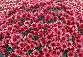 Dendranthema-Hybr 'Supertoy red' (Herbstchrysantheme)