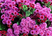 Ageratum Hyb. f1 'Hawai Bleu Royal' (Leberbalsam)