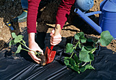 Dig hole with planter and plant