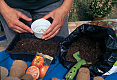 Tomato sowing Soak seed and fill soil into sowing tray (1/7)